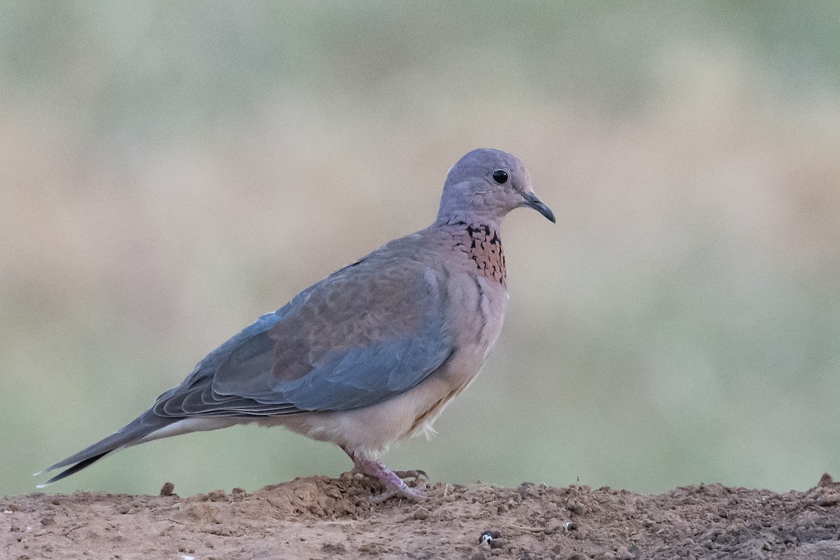 Laughing Dove - ML616984020