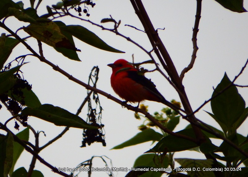 Scarlet Tanager - ML616984042