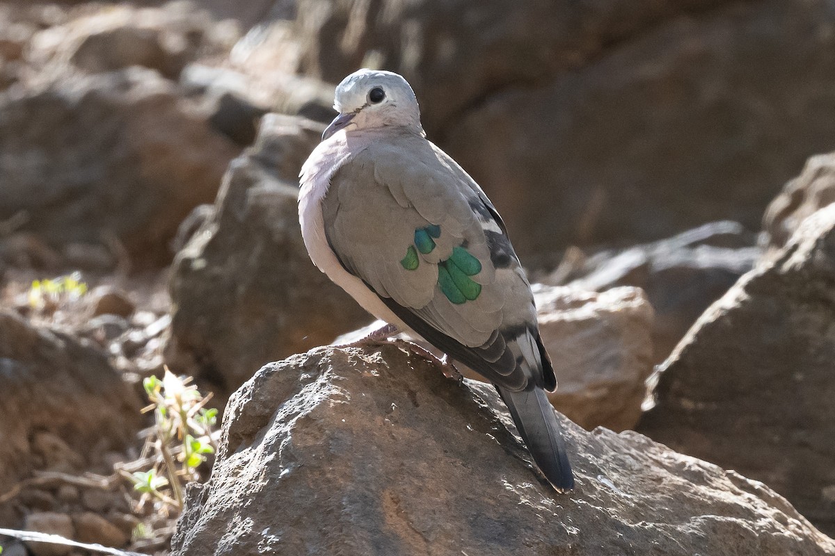 Emerald-spotted Wood-Dove - ML616984043