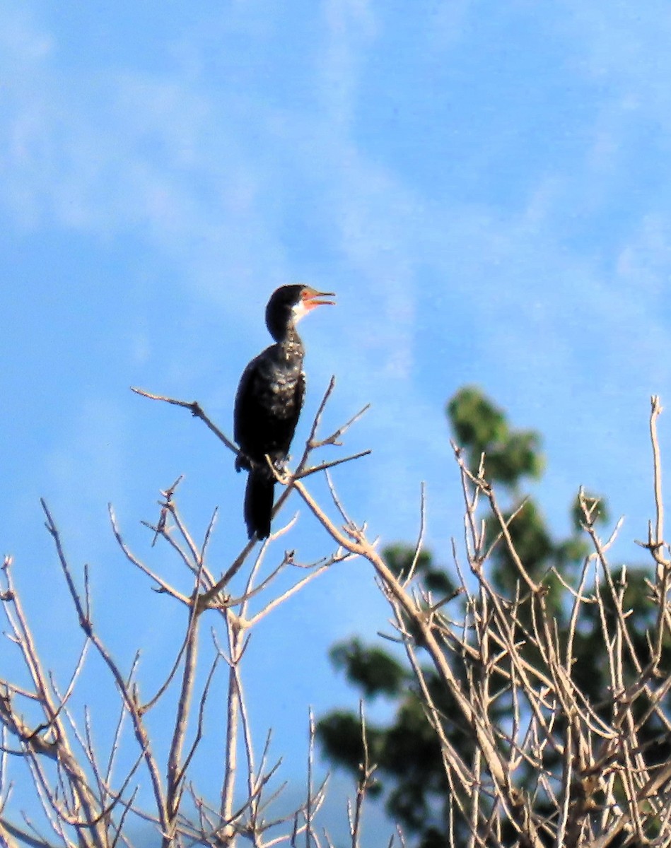 Long-tailed Cormorant - David Orth-Moore