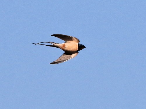 Barn Swallow (White-bellied) - David Cooper