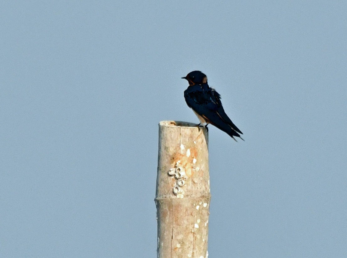 Barn Swallow - Brian Carruthers
