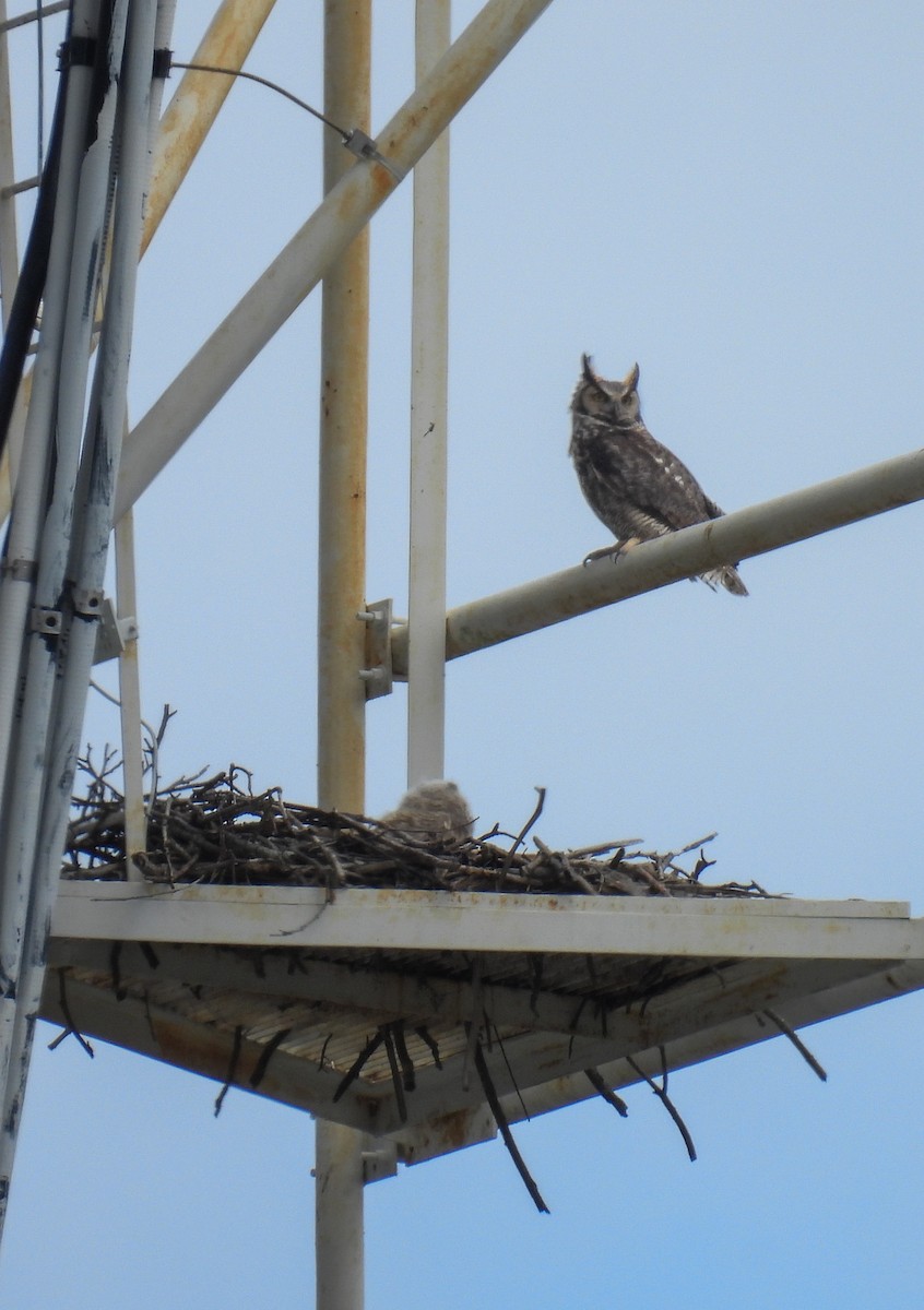 Great Horned Owl - ML616984423