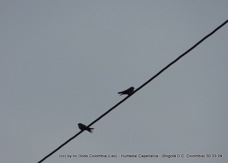 Brown-bellied Swallow - ML616984434