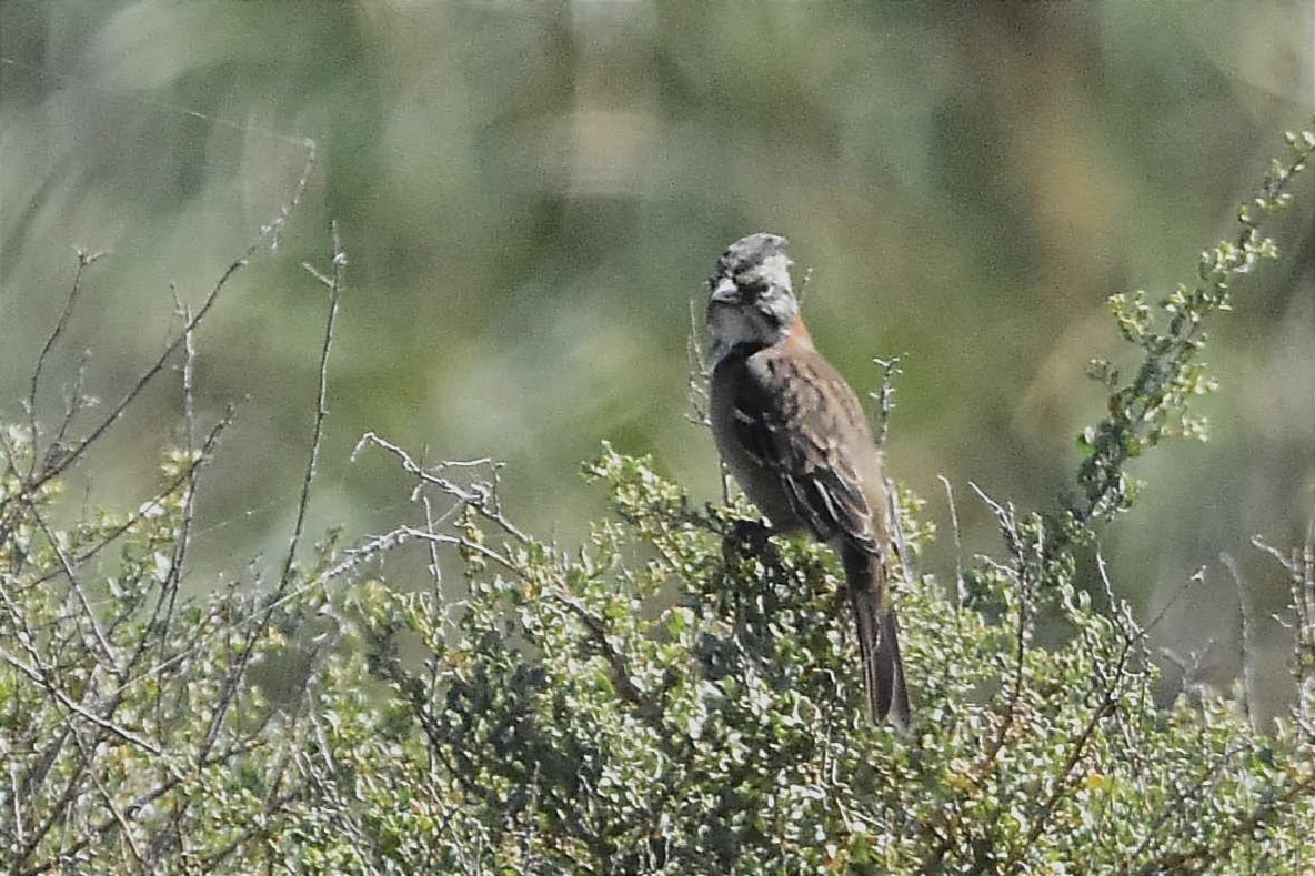 Rufous-collared Sparrow - ML616984440