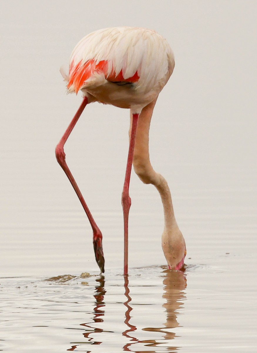 Greater Flamingo - Stanley Selkow
