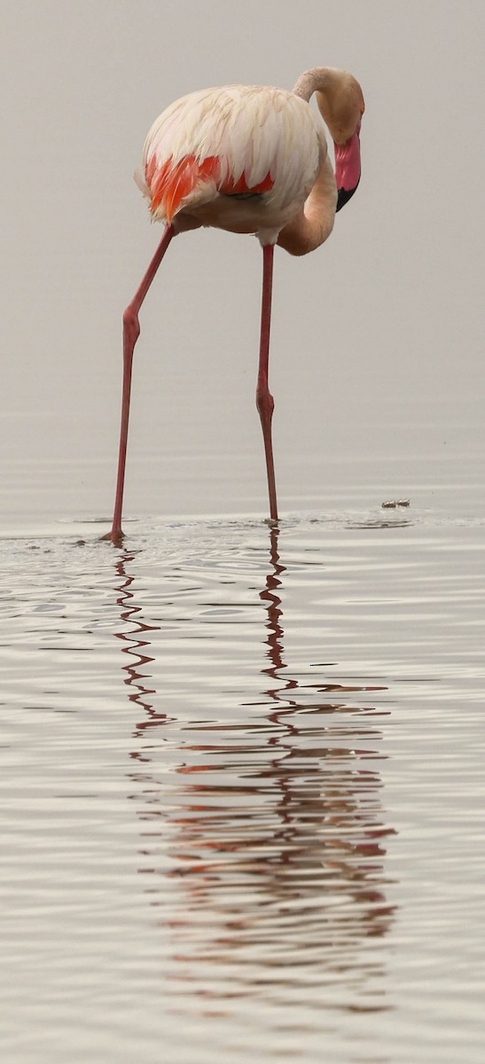 Greater Flamingo - Stanley Selkow