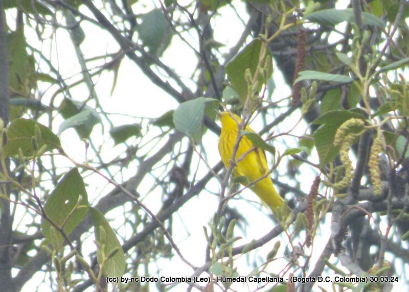 Yellow Warbler - ML616984541