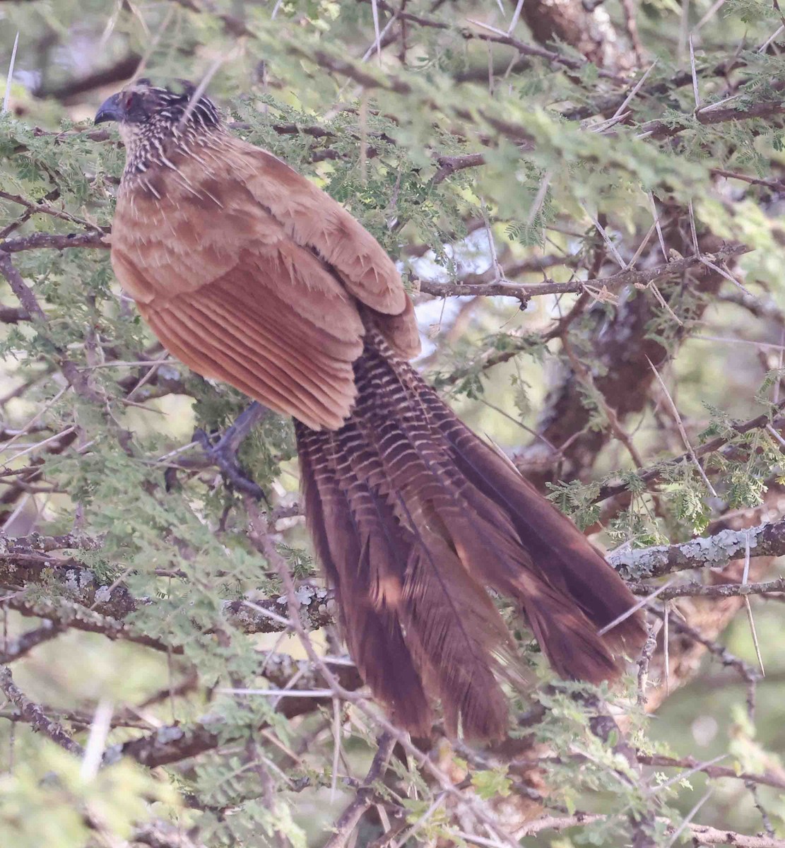 White-browed Coucal - Stanley Selkow