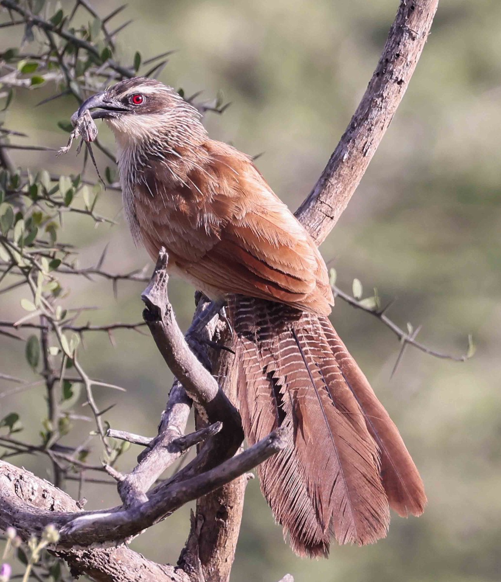 White-browed Coucal - ML616984566