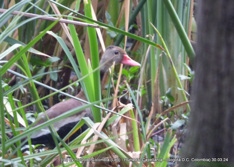 Black-bellied Whistling-Duck - Leonardo Ortega (Dodo Colombia)