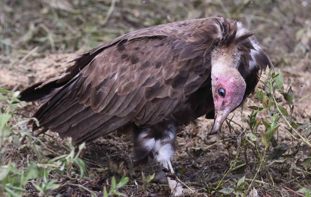 Hooded Vulture - Stanley Selkow
