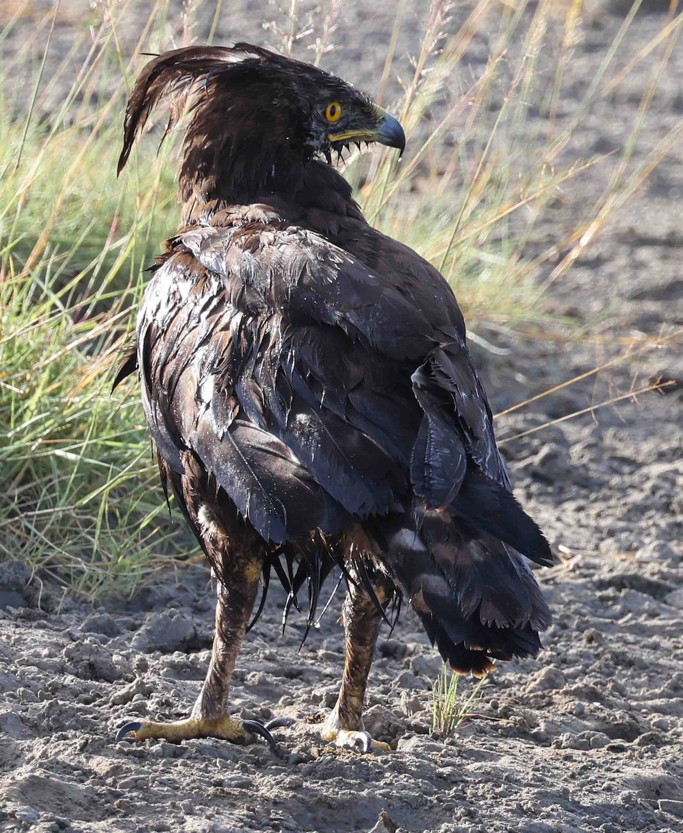 Long-crested Eagle - Stanley Selkow