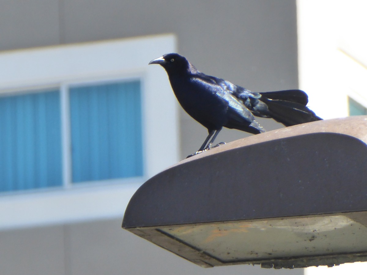 Great-tailed Grackle - ML616984616