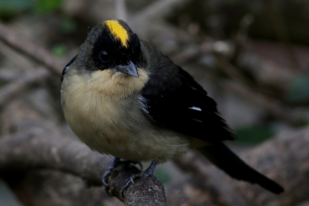 Black-goggled Tanager - ML616984706