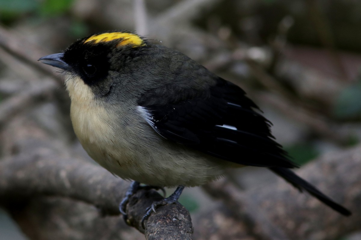 Black-goggled Tanager - ML616984707