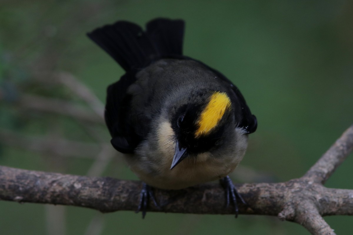 Black-goggled Tanager - ML616984708