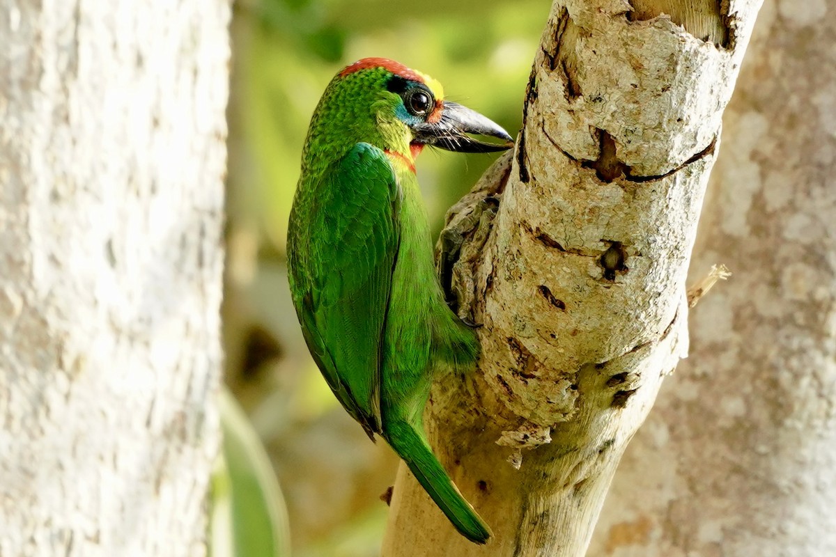 Red-throated Barbet - ML616984728