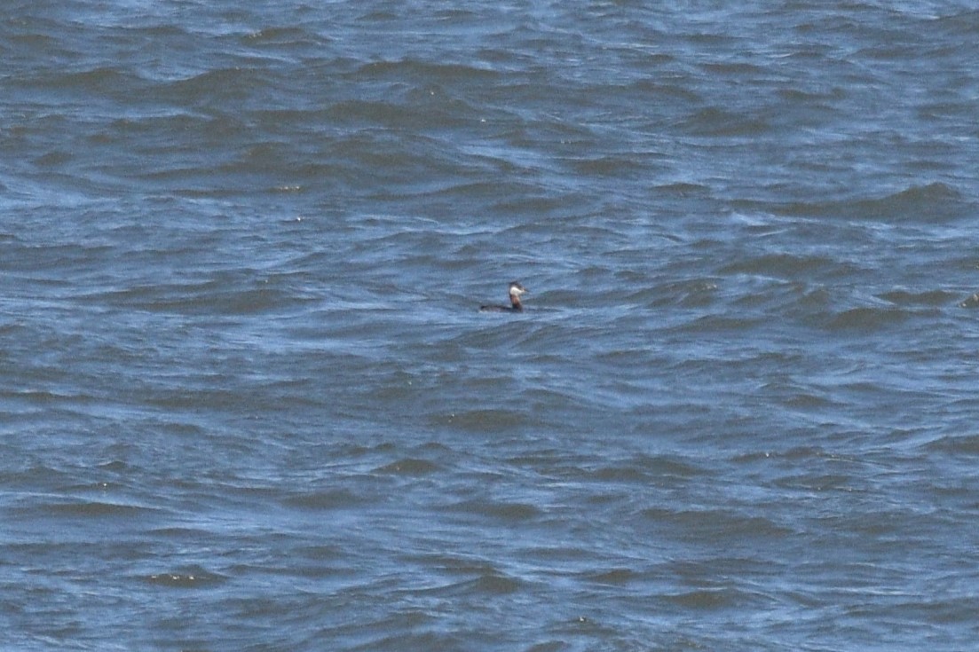 Red-necked Grebe - ML616984733