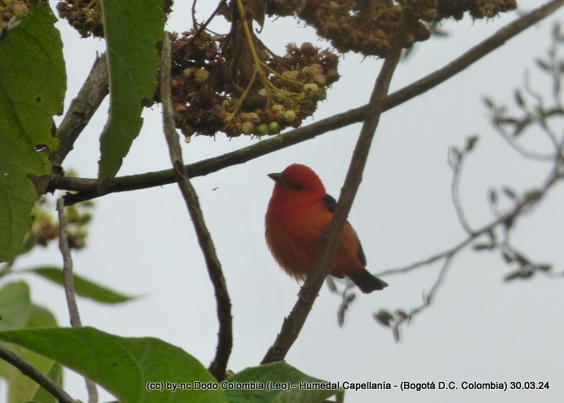 Scarlet Tanager - ML616984738