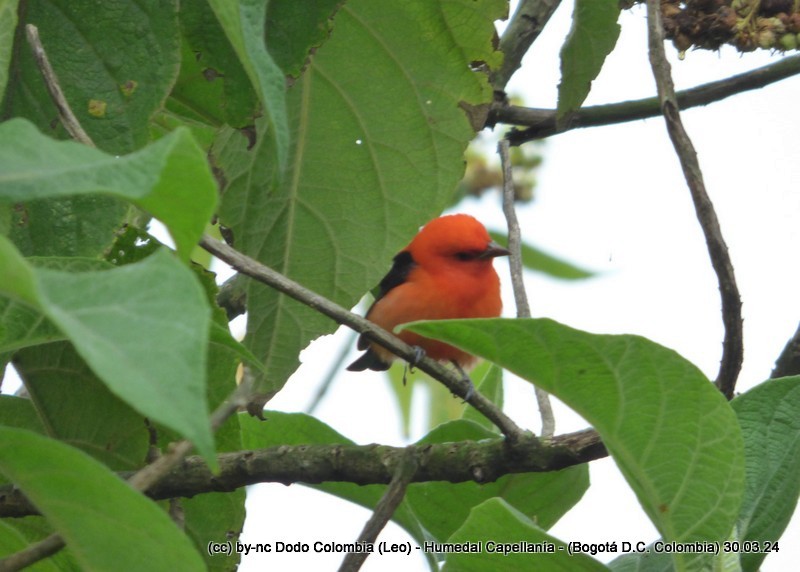Scarlet Tanager - ML616984739