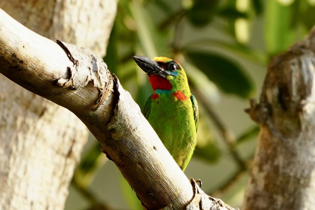 Red-throated Barbet - ML616984753