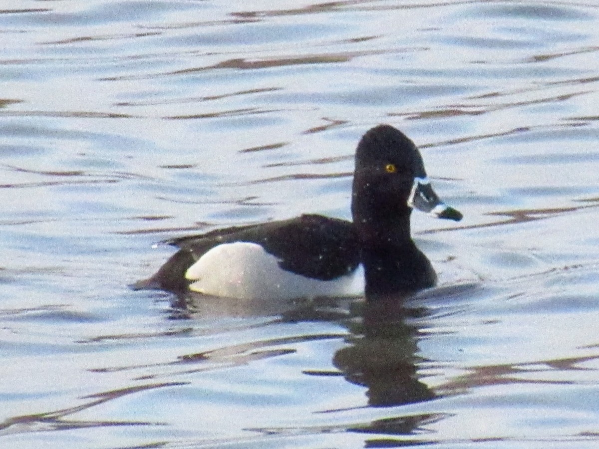 Ring-necked Duck - ML616984776