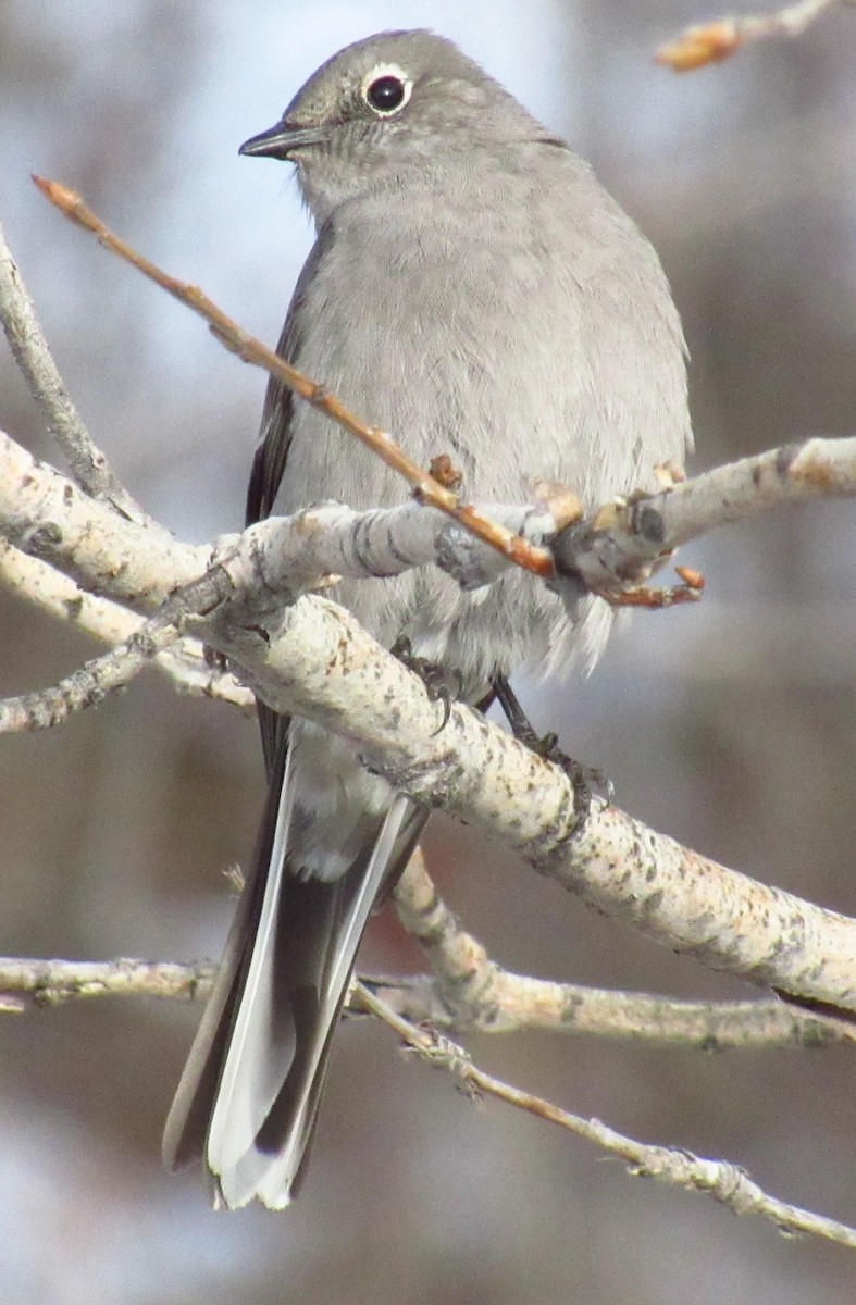 Townsend's Solitaire - ML616984908