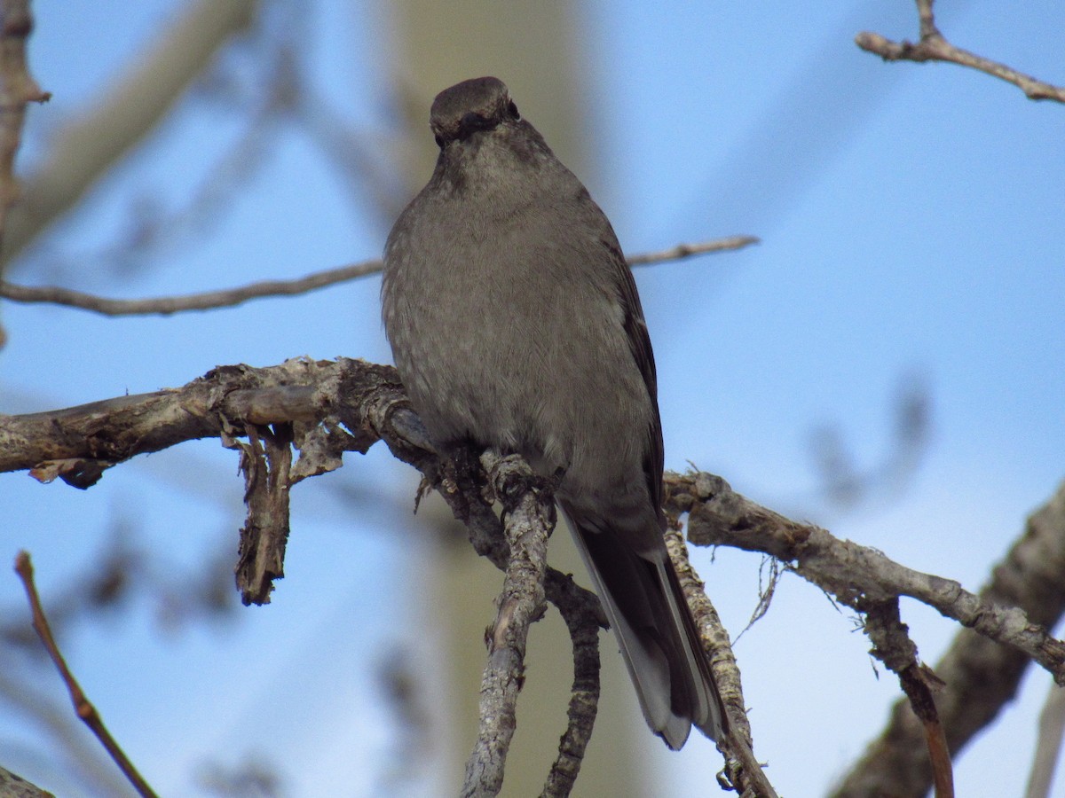 Townsend's Solitaire - ML616984909