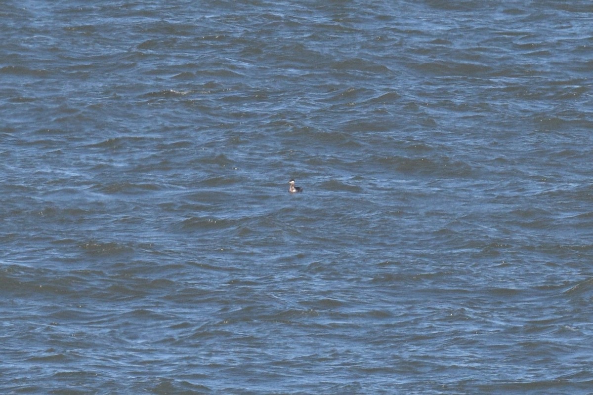 Red-necked Grebe - ML616984933