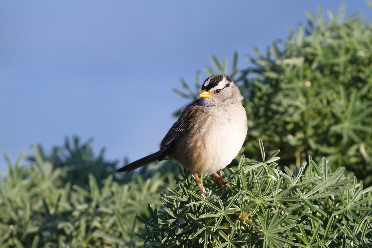 White-crowned Sparrow - ML616984935