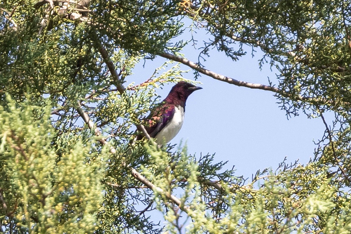 Violet-backed Starling - ML616984961