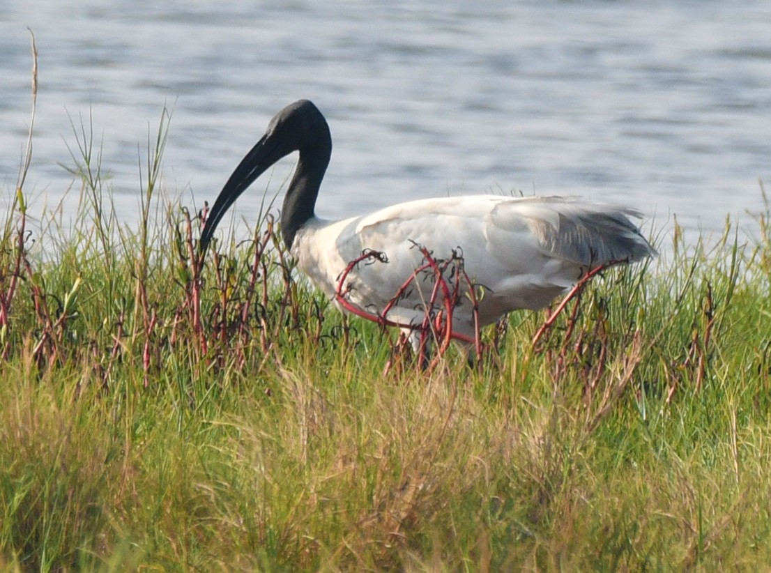 ibis černohlavý - ML616985025