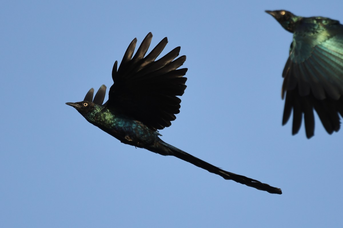Long-tailed Glossy Starling - ML616985221