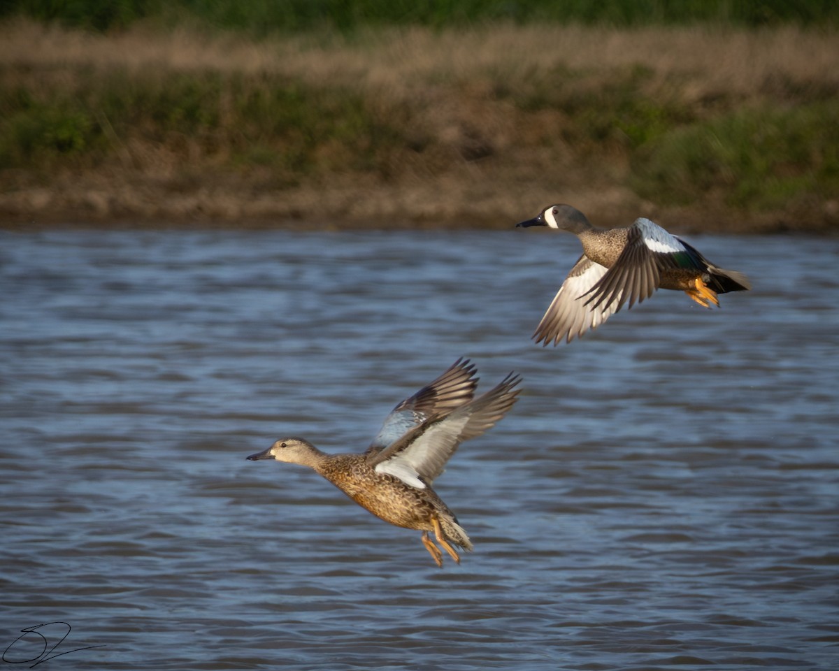 Blue-winged Teal - ML616985262