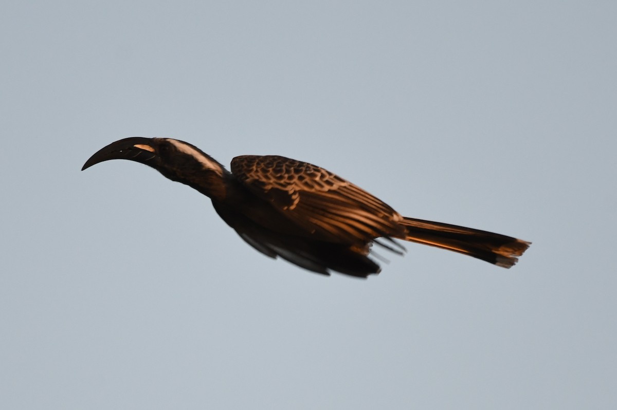 African Gray Hornbill - ML616985276