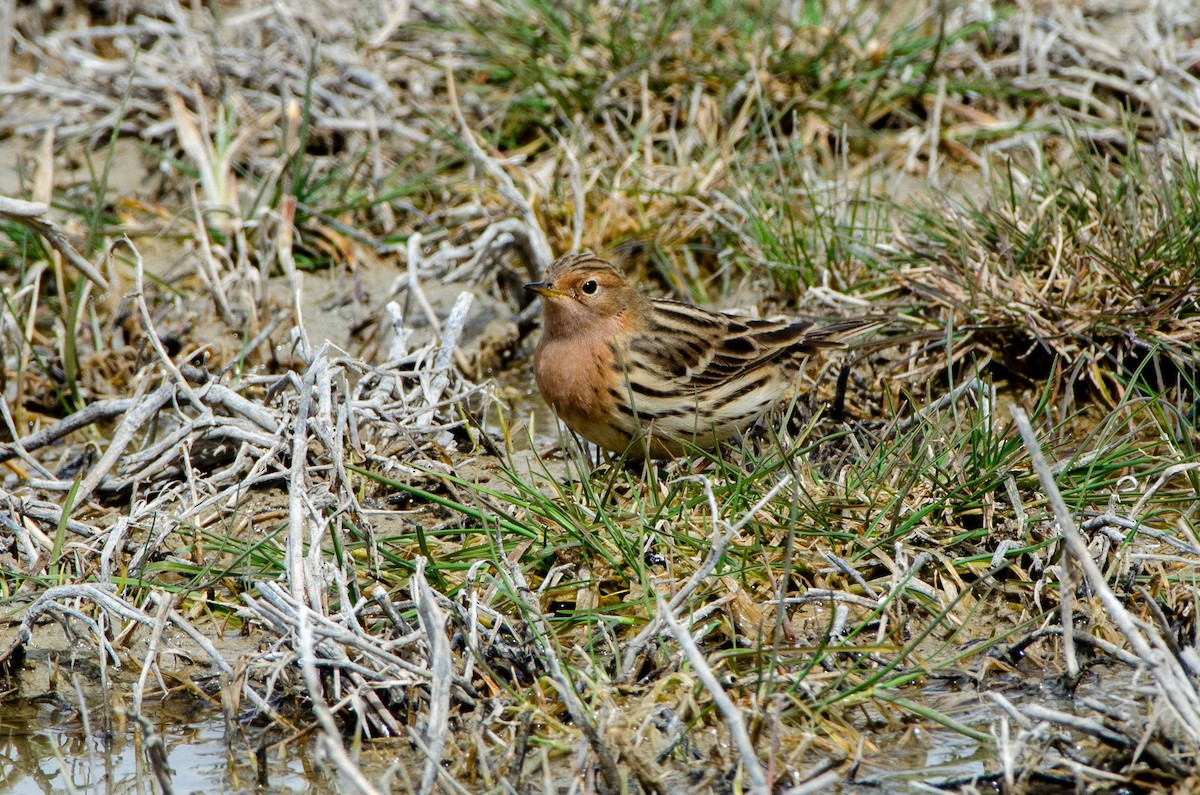 Red-throated Pipit - ML616985313