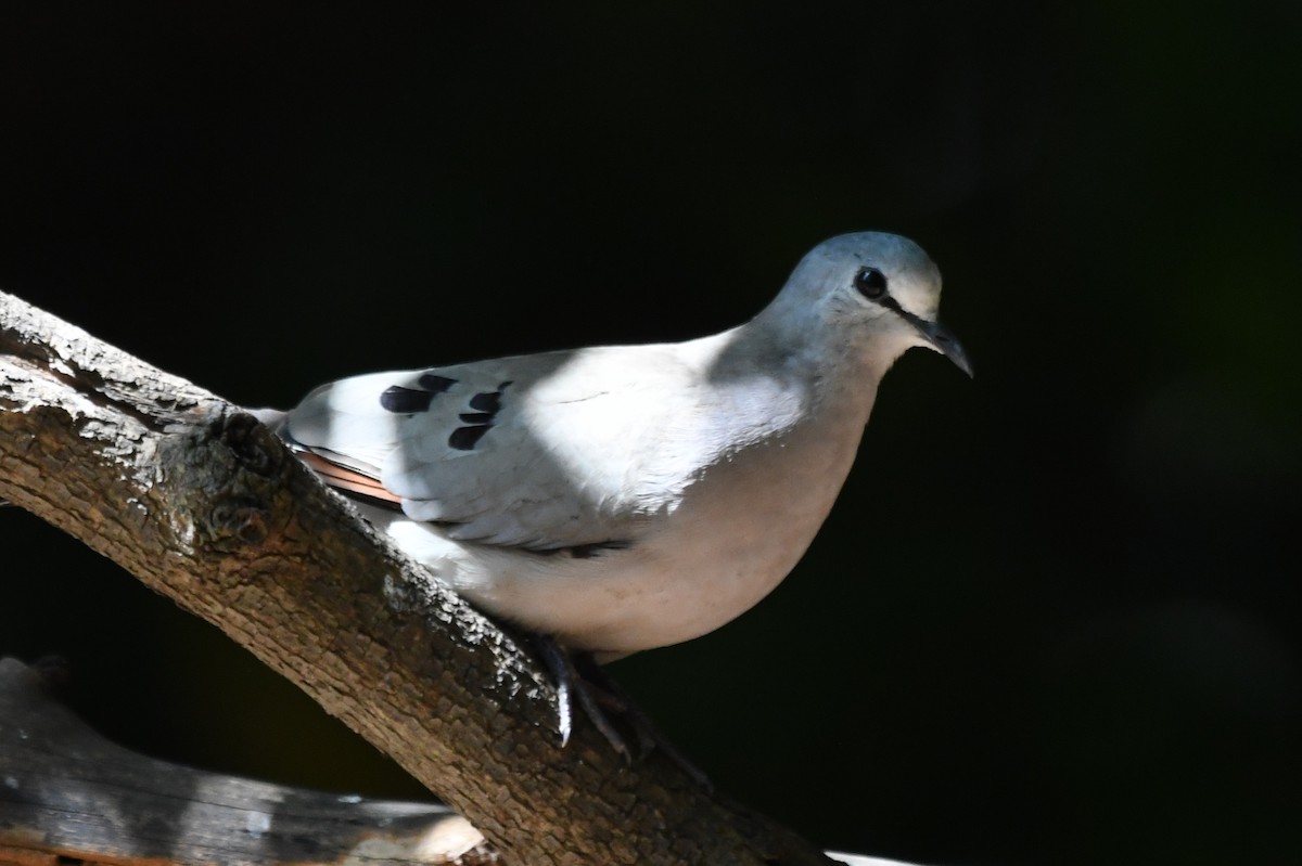Black-billed Wood-Dove - ML616985355