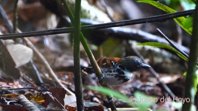 Spotted Antbird - ML616985435