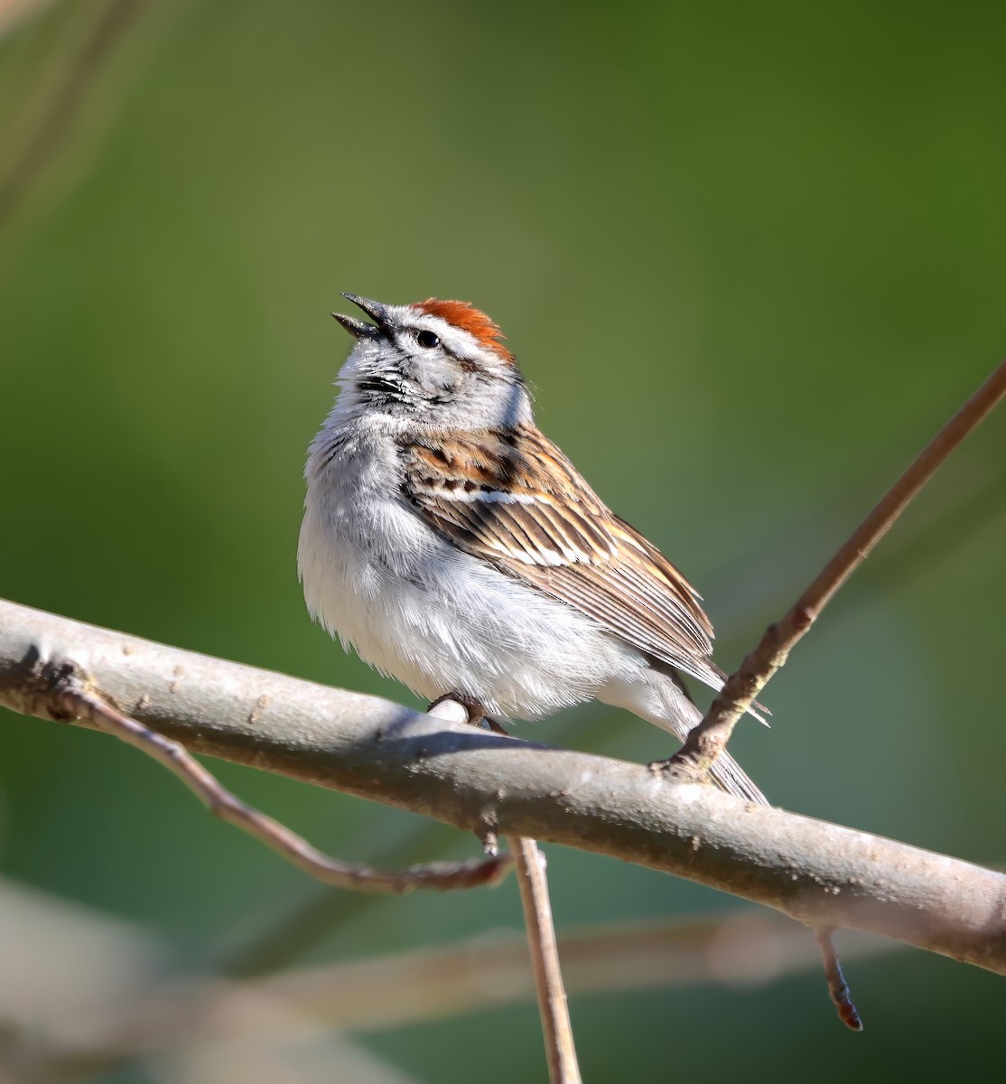 Chipping Sparrow - ML616985567