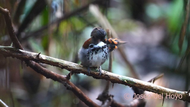 Spotted Antbird - ML616985696