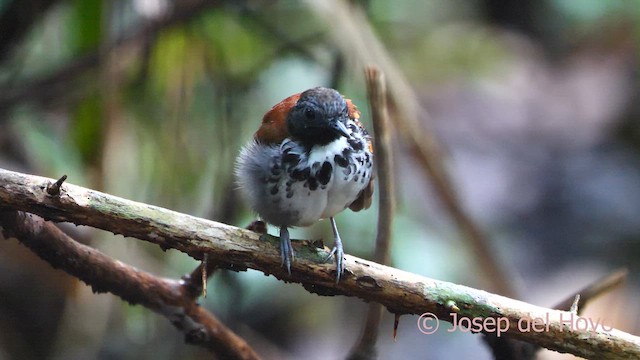 Spotted Antbird - ML616985770