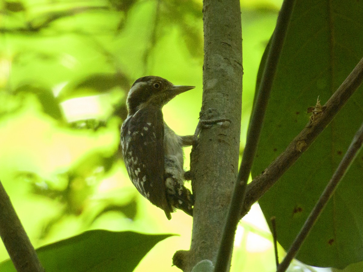 Brown-capped Pygmy Woodpecker - ML616985803