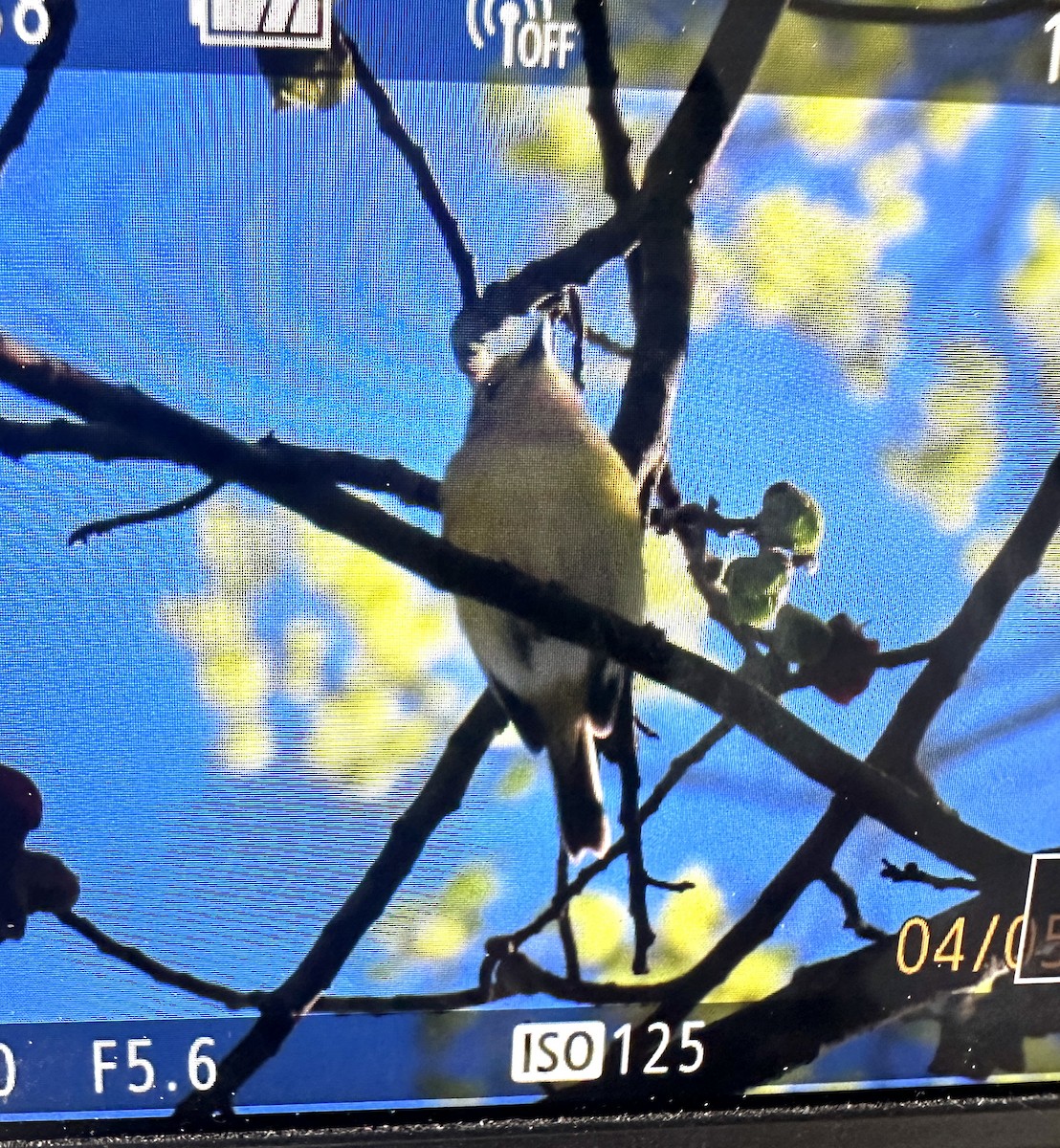 EBird Checklist 6 Apr 2024 James River Park The Wetlands 37 Species