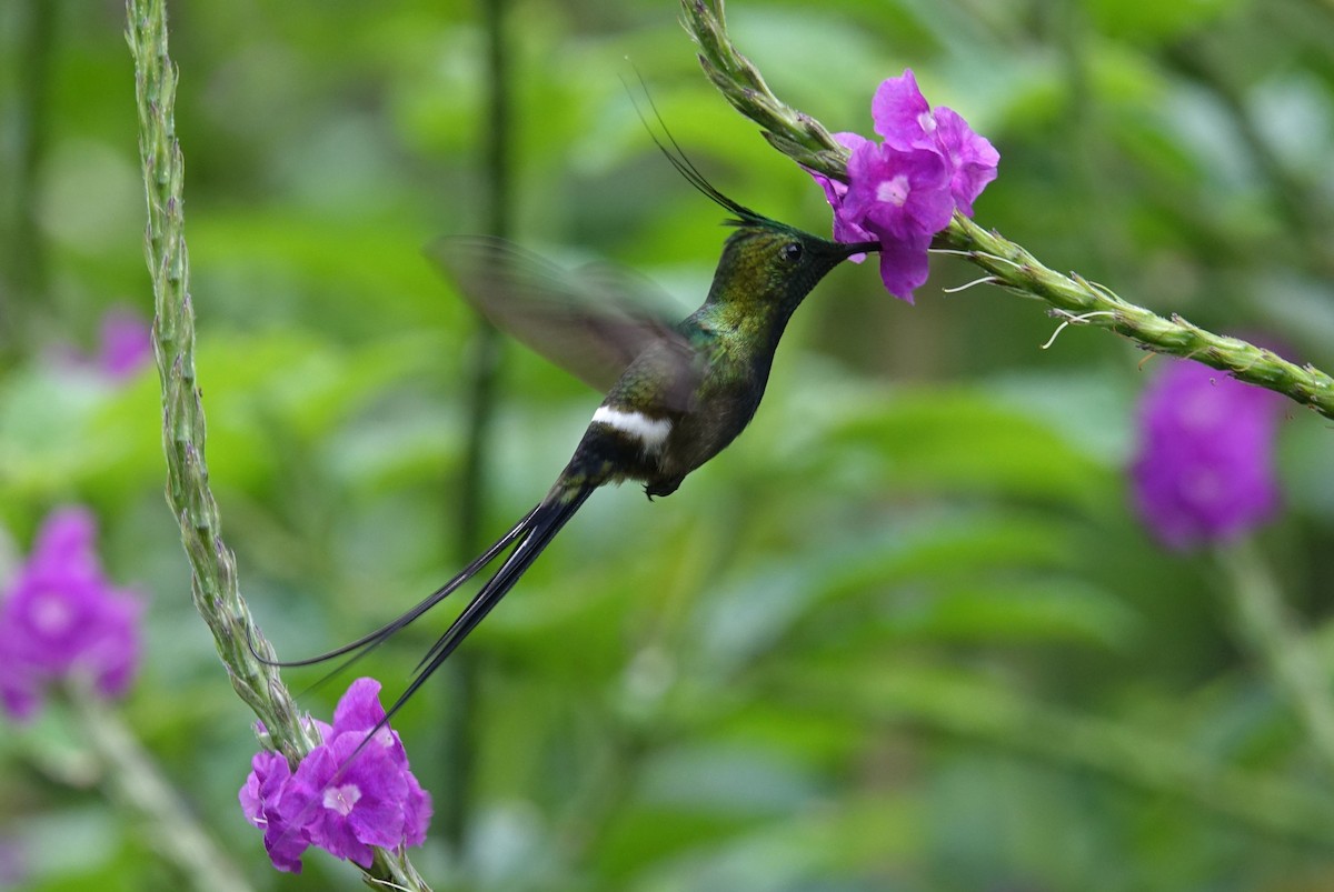 Wire-crested Thorntail - ML616985851