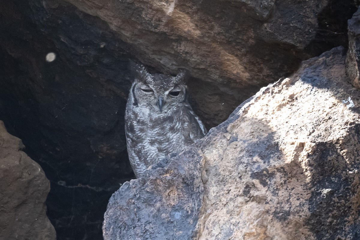 Grayish Eagle-Owl - ML616986022