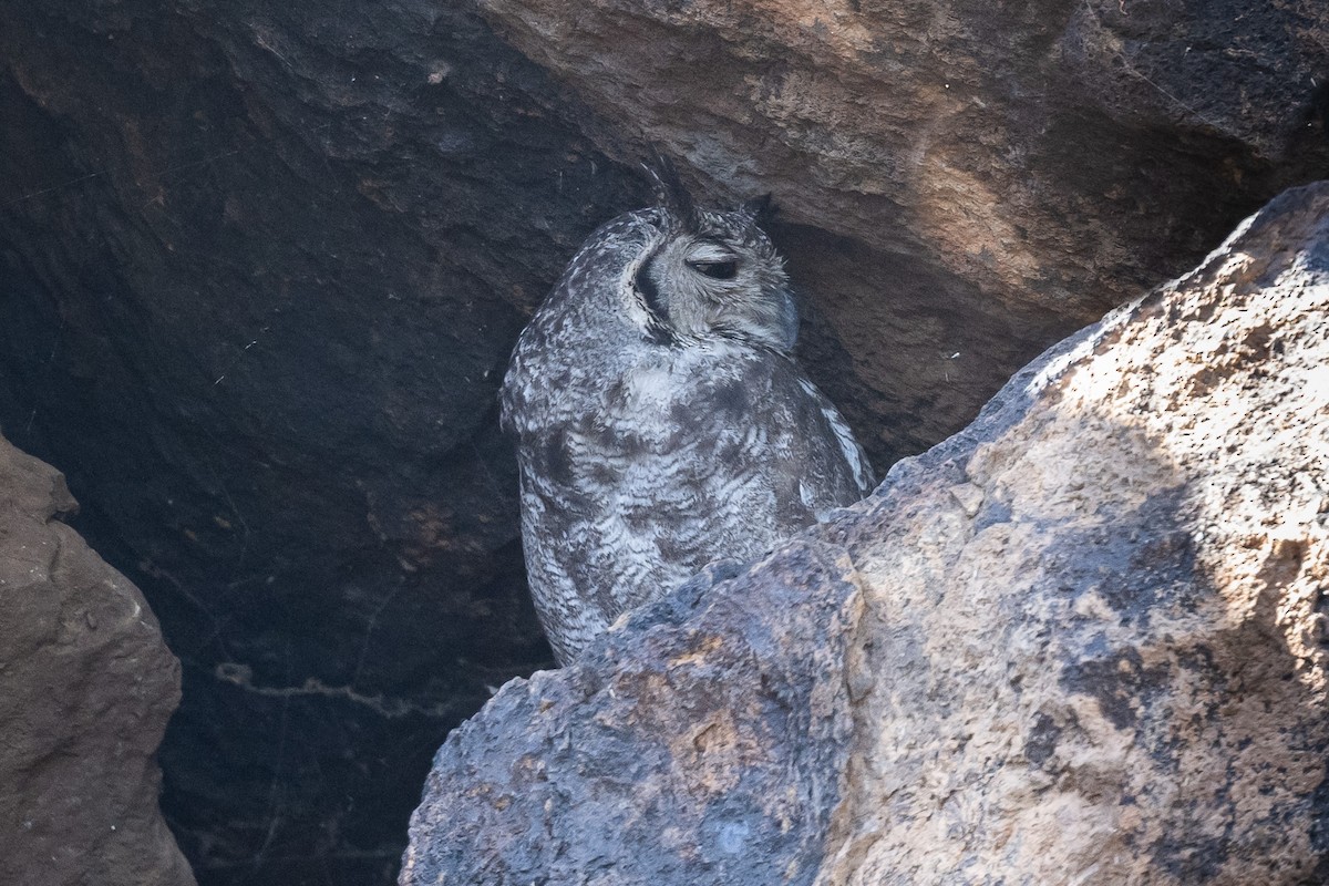 Grayish Eagle-Owl - ML616986024