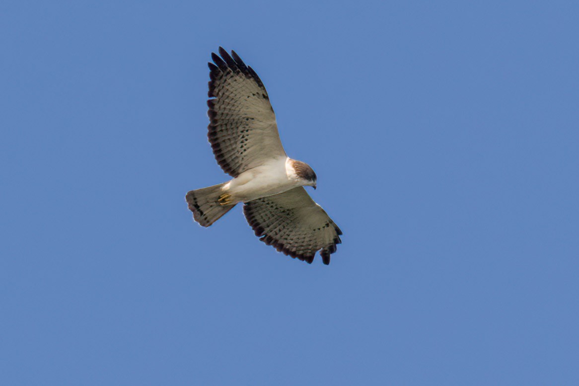 Short-tailed Hawk - ML616986248