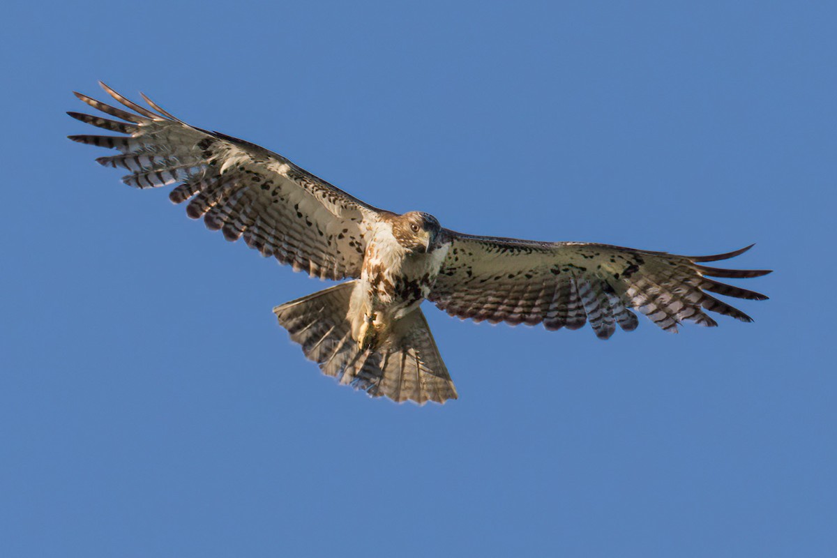 Red-tailed Hawk - ML616986291