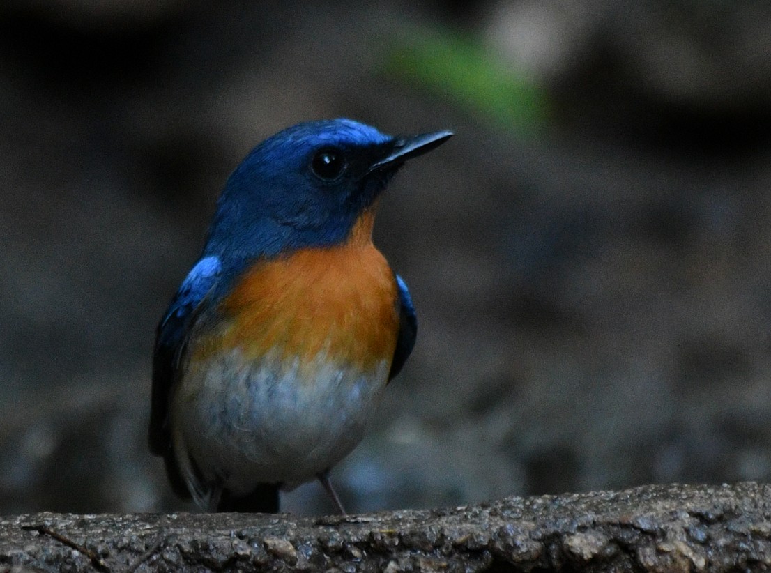 Chinese Blue Flycatcher - Brian Carruthers